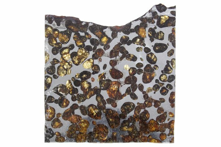Polished Sericho Pallasite Meteorite ( g) Slice - Kenya #348913
